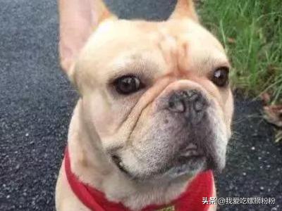 狗狗打嗝是怎么回事:狗狗出现一抽一抽现象怎么办？