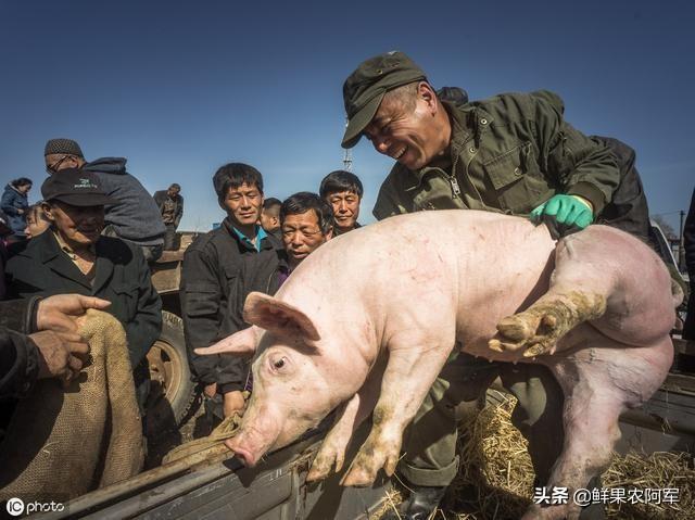 猪肺丝虫续发喘气病:我家三四十公斤的猪腹式呼吸，体温偏低，不吃食是什么病？