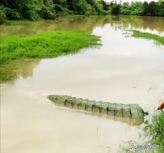 河边的小虾吃什么东西的:怎样在河边捕捞野虾，需要什么诱料？虾子才会进虾笼里面？