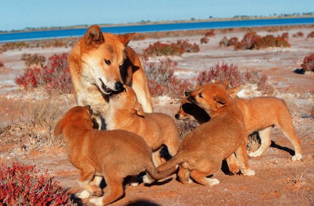 澳洲野狗和中华田园犬那么相似,它们之间有联系吗?