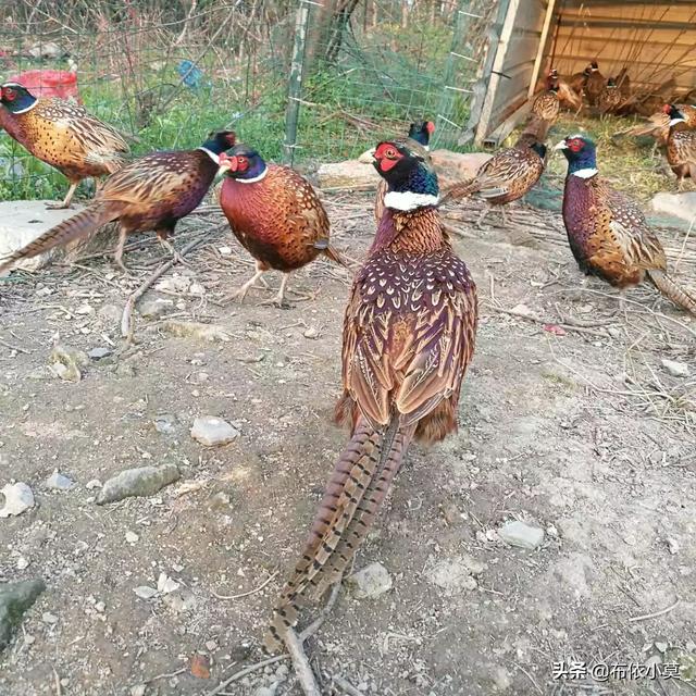 广西黑豚鼠养殖:农村特种养殖需要注意哪些问题？搞特种养殖是否可行？