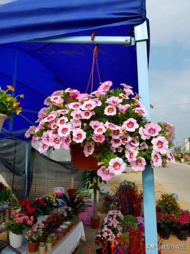 小型观花植物:室内观花植物 丽格海棠深受人们喜欢，要如何去栽培管理呢？