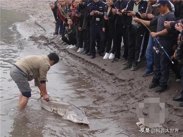 野生鲟鱼是保护动物吗，长江鲟与中华鲟是一种鱼吗
