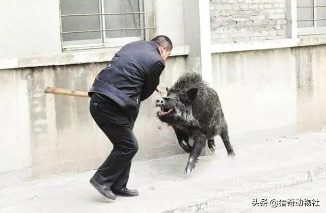 美国猎狐犬捕猎野猪:正常情况下，一个健康的男人，手持铁棍，能不能打过一头野猪？