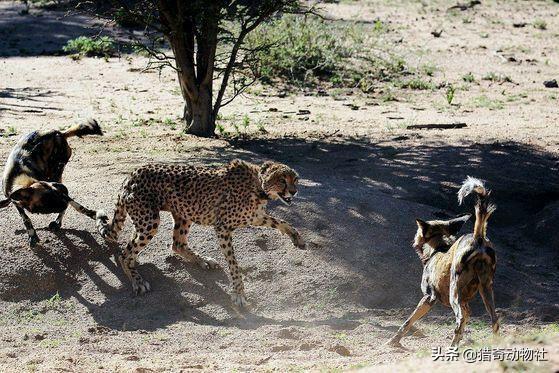 花豹:花豹、猎豹至少能对付多少只非洲野犬？