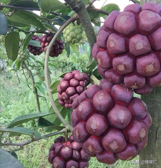 黑鳘鱼市场价格:黑老虎是什么？如果种植有市场吗？