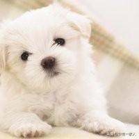 拉布拉多猎犬:拉布拉多猎犬图片 拉布拉多的优缺点是什么？好养吗？