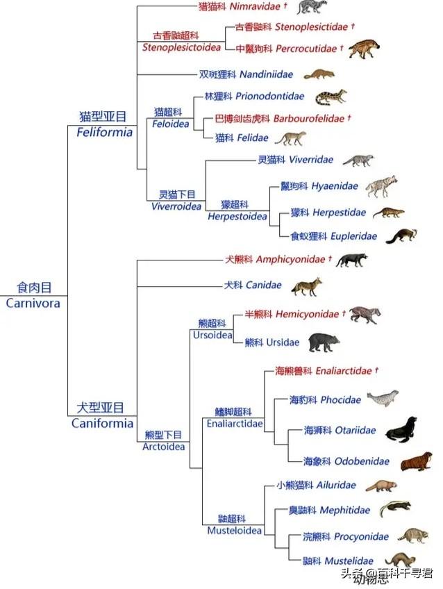 裂脚亚目与犬形亚目:如果没有人类，犬科动物或是犬型亚目的动物能称霸地球吗？