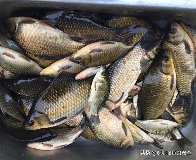 五花鲫鱼过冬要不要加温?-图1