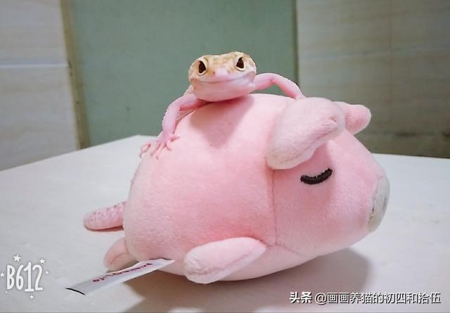 豹纹守宫饲养环境布置:豹纹守宫得肺炎有些什么症状？该如何治疗？
