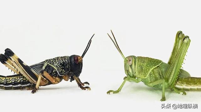 沙漠蝗虫大小，为什么今年的蝗虫如此可怕呢