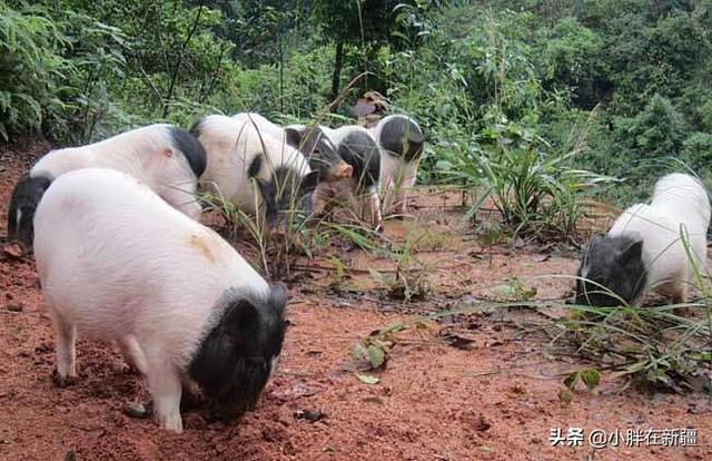 小香猪都吃什么茶杯宠物网:2020年在农村养殖香猪如何？香猪养殖周期比肉猪长挣钱吗？ 宠物小香猪吃什么