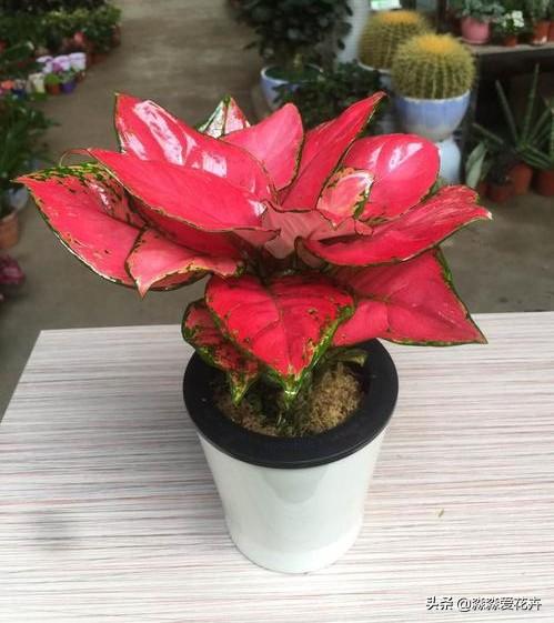花叶万年青根系发达吗:花叶万年青怎么长得粗壮 花叶万年青怎样盆栽和管理？