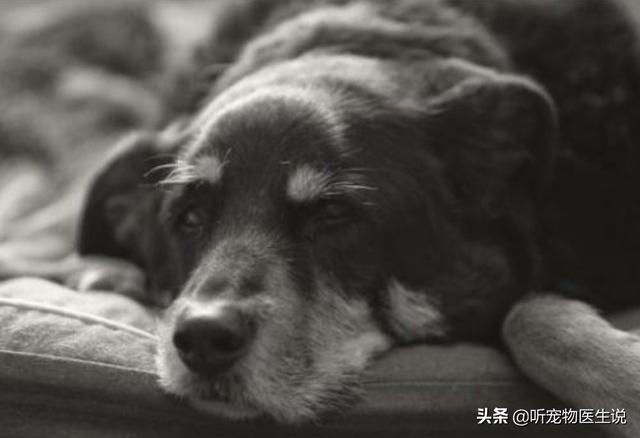 2020狗消化系统常见疾病:宠物医院哪种犬病比较常见？