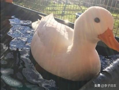 狐狸养殖技术价格:不想打工了，手头上仅有3万元，想回农村做养殖，能养什么？