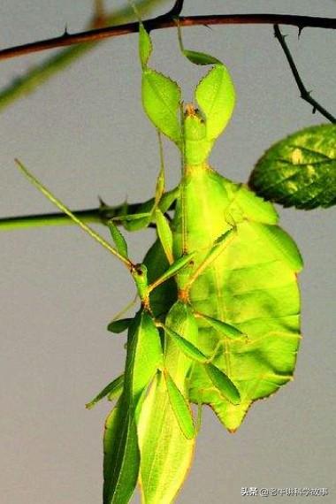 竹节虫图片:竹节虫有什么用？有哪些危害？