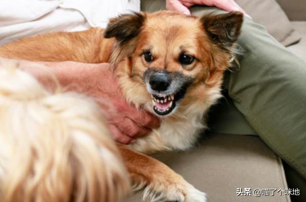 浙江板凳狗:西安女子被狗咬28天后死亡，是狂犬疫苗没用吗？ 浙江板凳狗图片大全