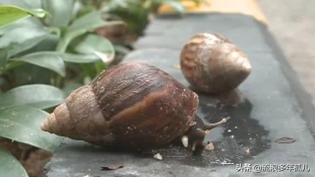 非洲大蜗牛怎么入侵中国的，雨后出现的大蜗牛究竟有多危险？