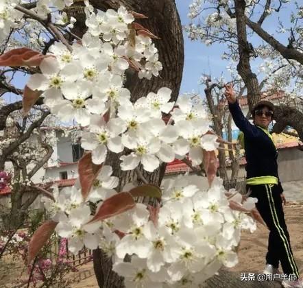 4大桃花月份：桃花几月份