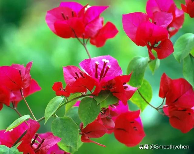 头条问答 开花的三角梅移盆时要把花剪掉吗 12个回答