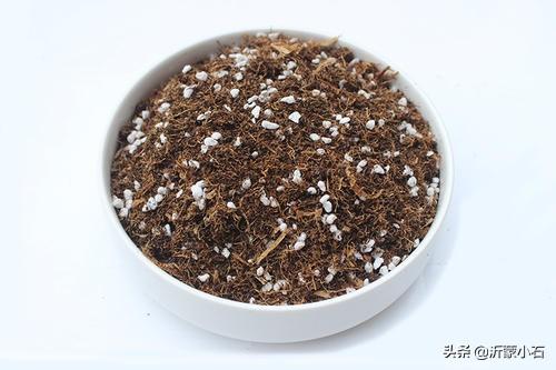 玉树养成盆景的几个技巧，为什么有人养在室内就容易挂掉呢？插图13