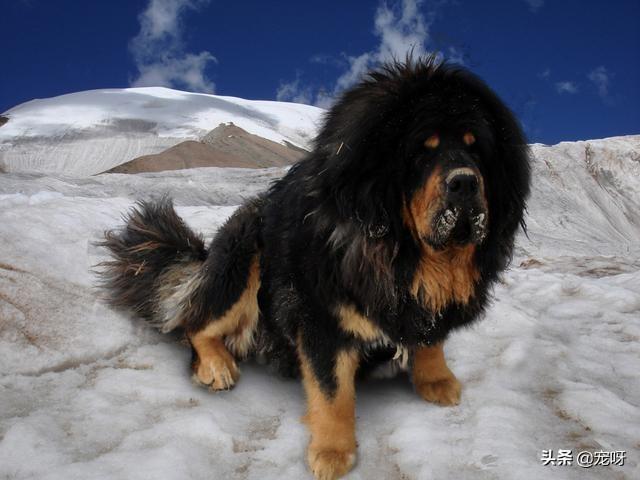 斗狗视频藏獒咬死斗:三只藏獒需要多长时间才能咬死一只孟加拉虎？有何依据？ 斗狗咬死斗完整视频比特咬死藏獒