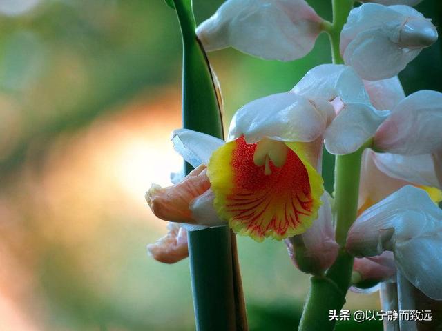 豆蔻街(“豆蔻”有何含义？女子13岁为何称“豆蔻年华”？