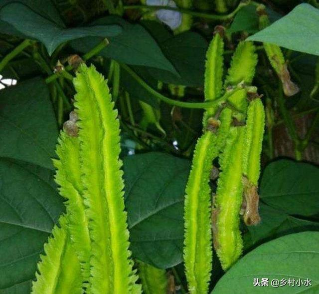 豆子从豆荚里跳出来视频:四棱豆生育期，花蕾大量脱落，该怎么办？