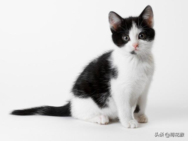 猫咪的品种及特征:黑猫警长和汤姆猫、布奇先生、图多盖洛小姐各是什么品种的猫？