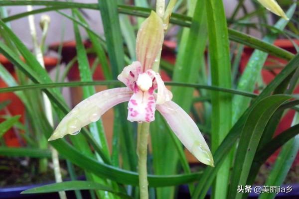 建兰花:室内建兰种下去两年了没来过花求解？