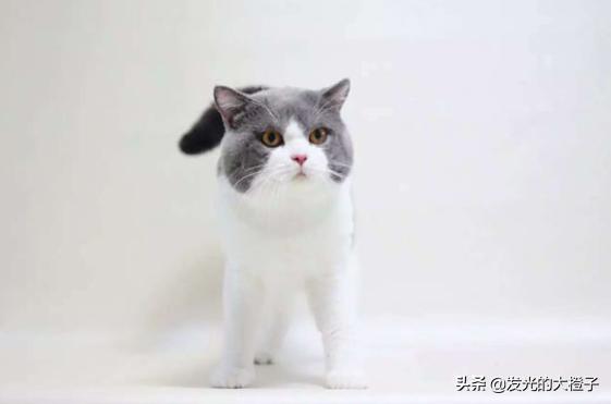 欧洲短毛猫和狸花猫的区别:英国短毛猫的外形是什么样的？