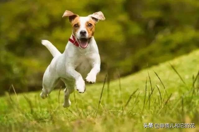 美版的狗狗向前冲:狗狗撒手没怎么办，好怕它丢了？