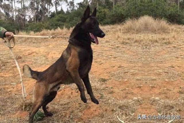 比利时牧羊犬怎么喂养:比利时牧羊犬幼犬怎么喂 马犬成长几个月会进入尴尬期？要怎么喂养？