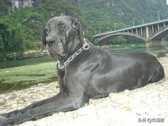 纯种大丹犬价格分析:我国的莱州红犬还多吗？价格多少钱？