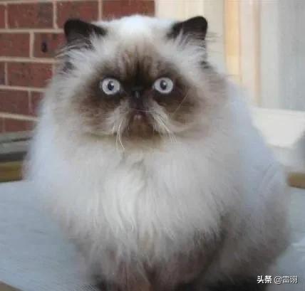 喜马拉雅猫和长毛加菲猫的区别:喜马拉雅猫和美短猫哪个好？