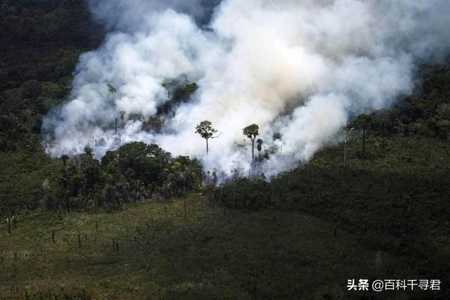 世界森林双倍扩大会怎样，如果亚马逊雨林消失了会怎样