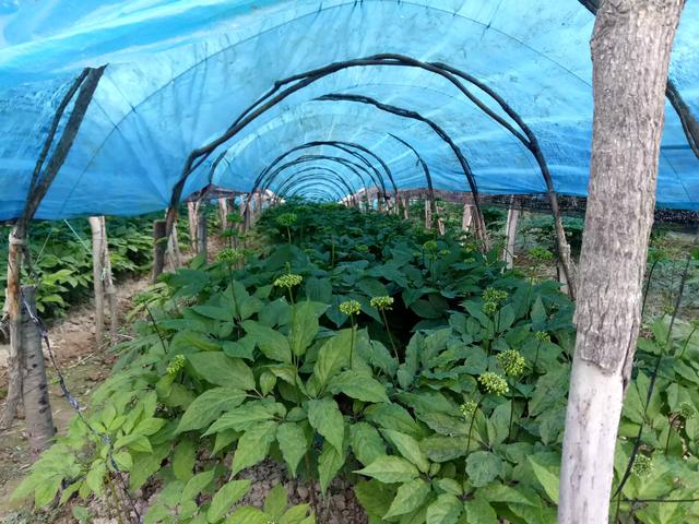 今年都有哪些比较火的特色农业种植项目?