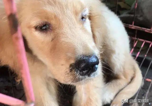 狂犬病症状有眼睛发红吗:有狂犬病的金毛犬，都有哪些症状？