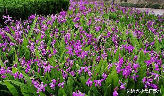 白紫兰花藤:白芨种植技术：白芨怎么种植才能高产？