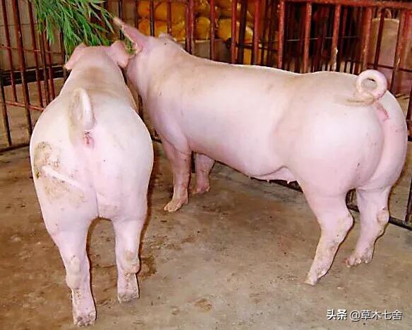 约克夏梗和澳大利亚梗:养殖的大白猪与长白猪外观有什么区别？