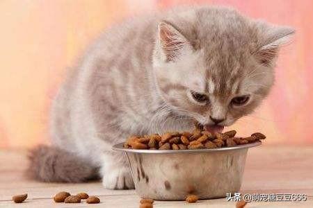 中低端猫粮排行榜:什么是天然猫粮，怎么选择才是正确的？