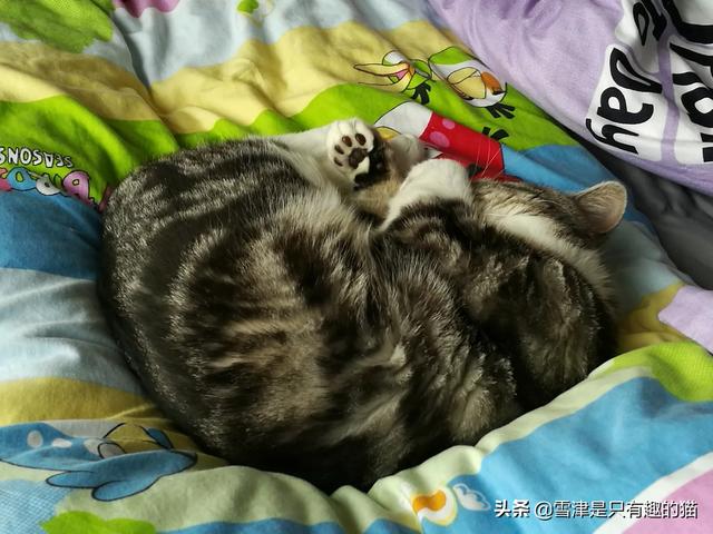 猫救小主人:捡到猫咪怎么给它找主人？