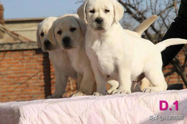 拉布拉多幼犬怎么养:刚买回来的拉布拉多幼犬怎样让它不和别人亲近，邻居妹妹很烦人？