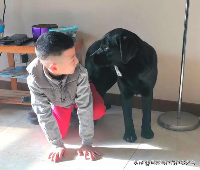 最好打理的伴侣犬:家有三岁小孩儿，适合养哪种狗狗？