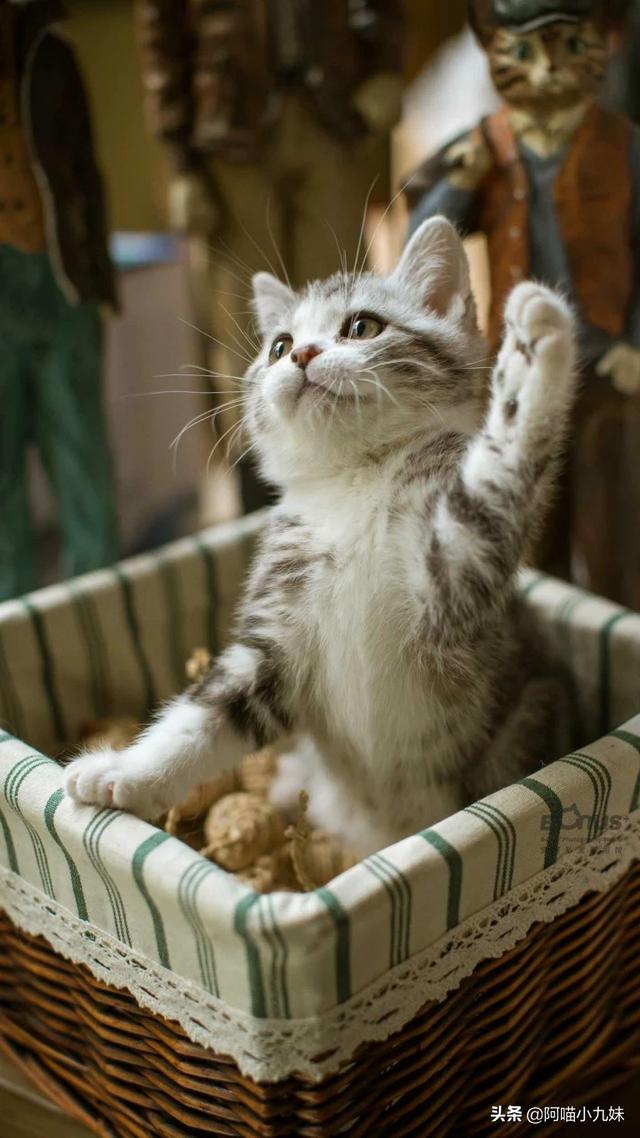 挪威森林猫出售:懂的人请帮我看看这是啥猫？