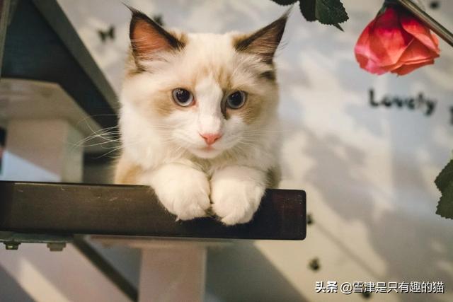 打小猫打哪里:家里的小猫咪很调皮，可以打嘛？