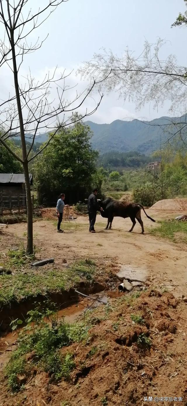 牛得了肝吸虫病症状:牛的鼓眼胀病有什么症状？该怎么办？