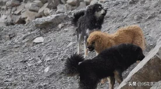 敖犬图片 赵奕欢:流浪狗在野外是否有可能发展成狼群？