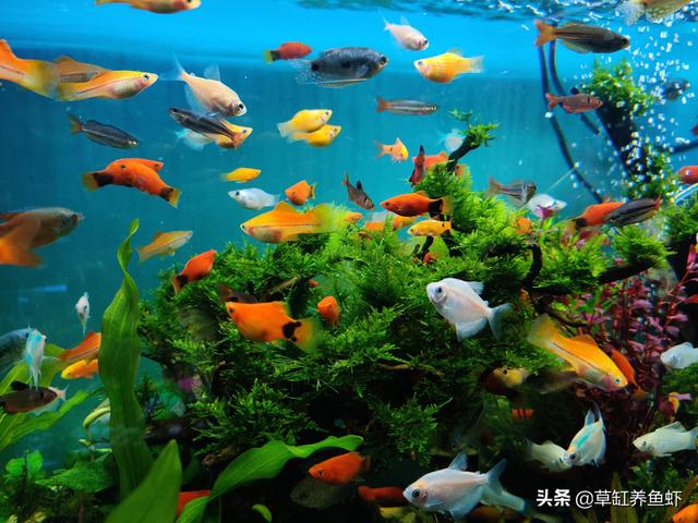 红斑马鱼:问孔雀鱼，红斑马鱼，神仙鱼能一起喂养吗？