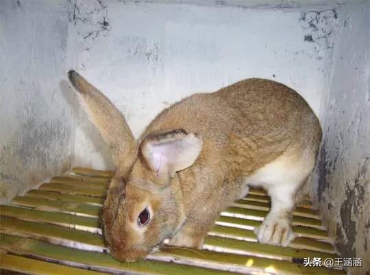 宠物兔养殖基地建设实施方案:打算办个肉兔养殖场，需要注意哪些问题？